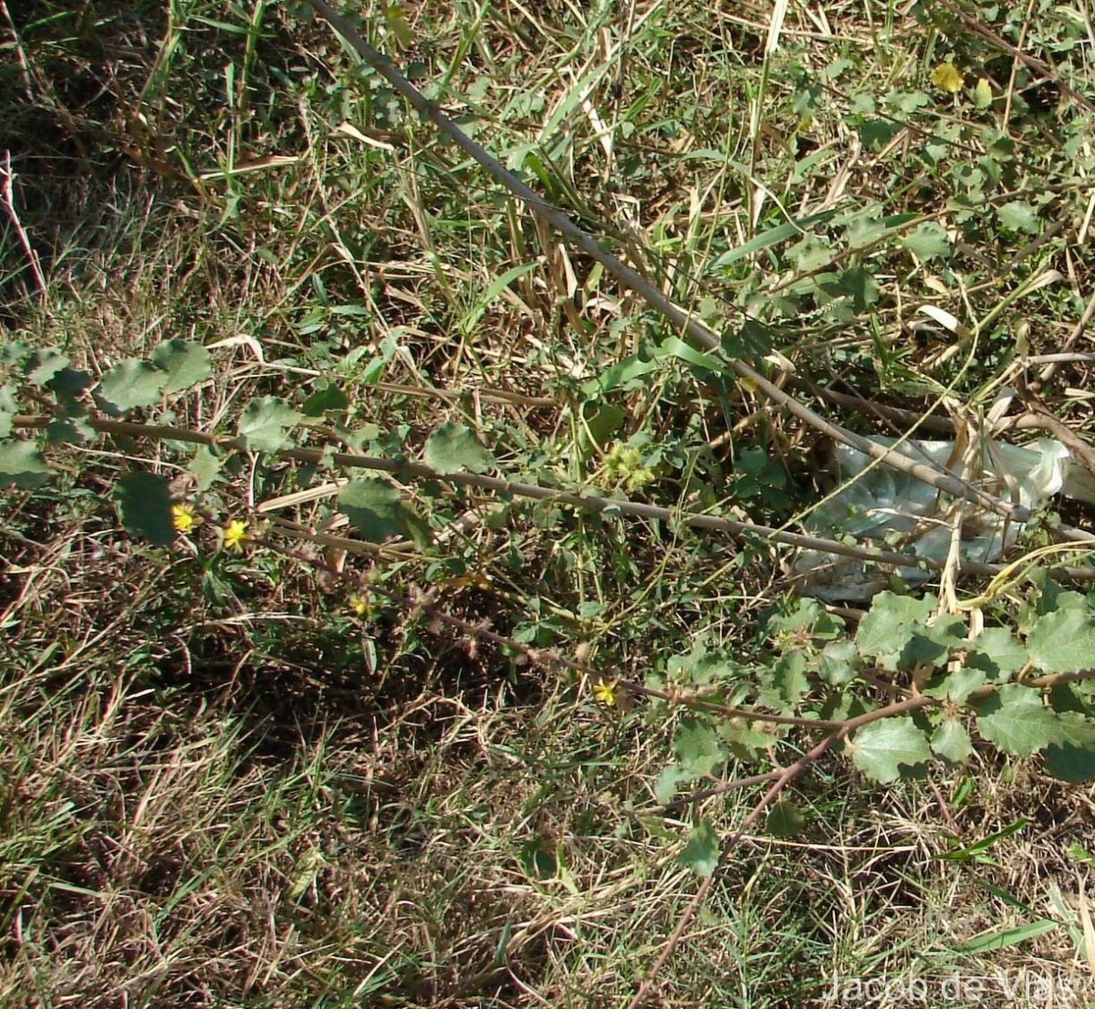 Triumfetta glabra Spreng.